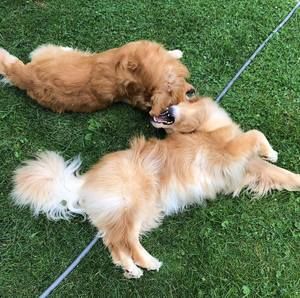 Meet your Posher, Annie